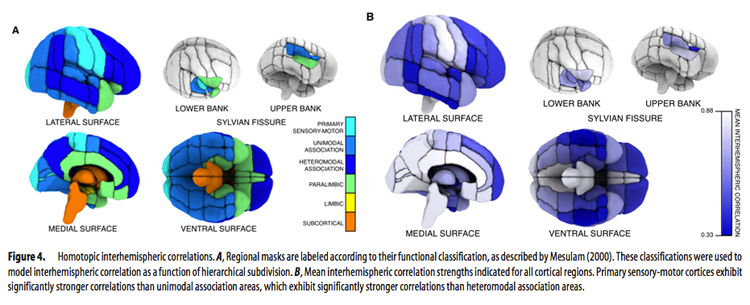 ../_images/vmhc_stark_regions.png